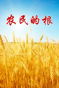 农民的根